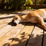 Whippet