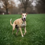 Whippet