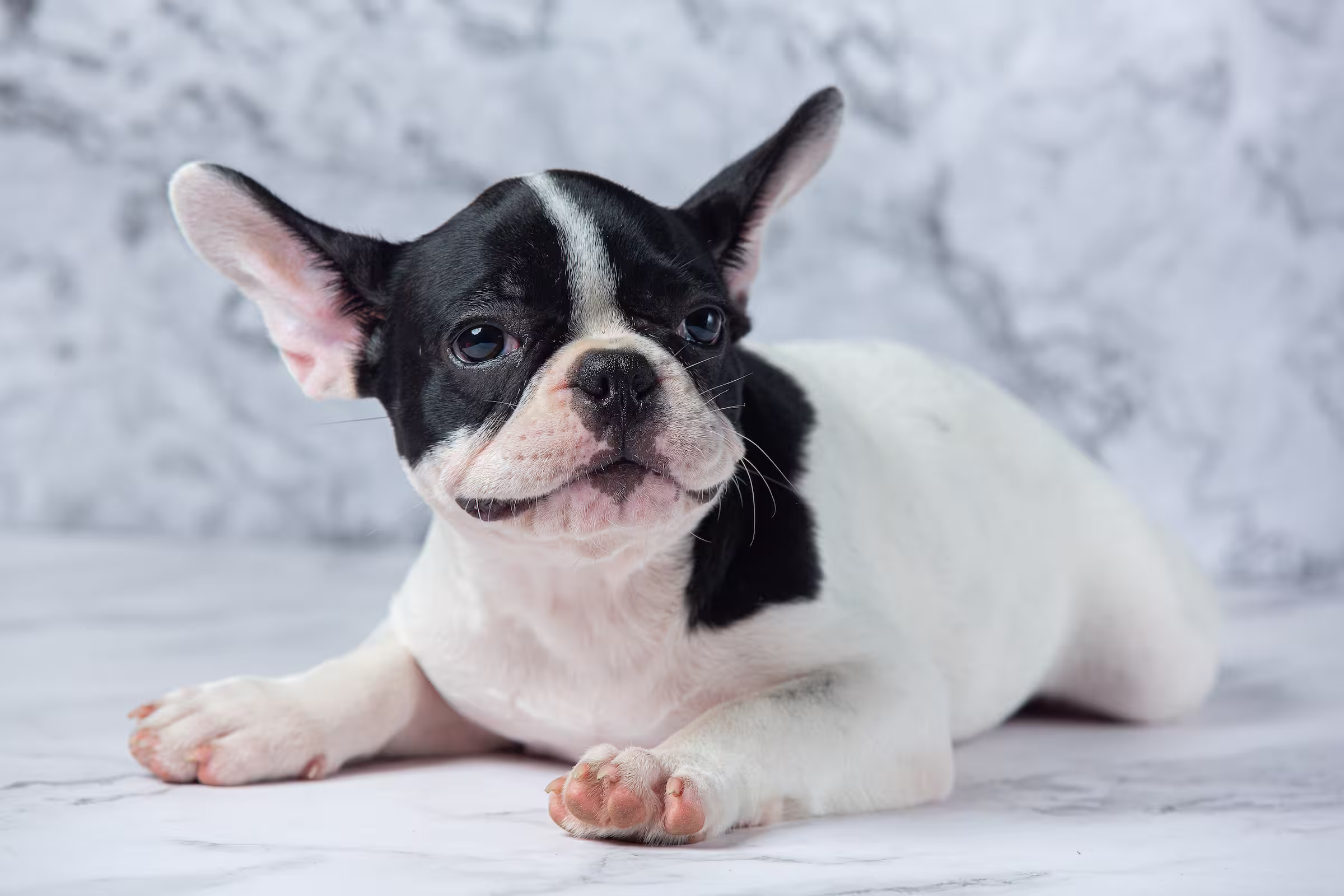 Boston Terrier hondenras