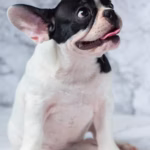 Boston Terrier