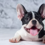 Boston Terrier