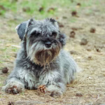 Dwergschnauzer