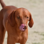 Vizsla