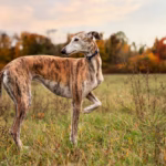 Whippet