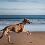 Greyhound