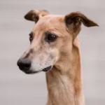 Whippet