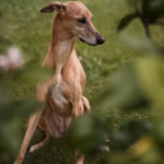 Greyhound