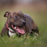 Staffordshire Bull Terrier