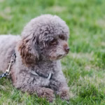 Lagotto Romagnolo