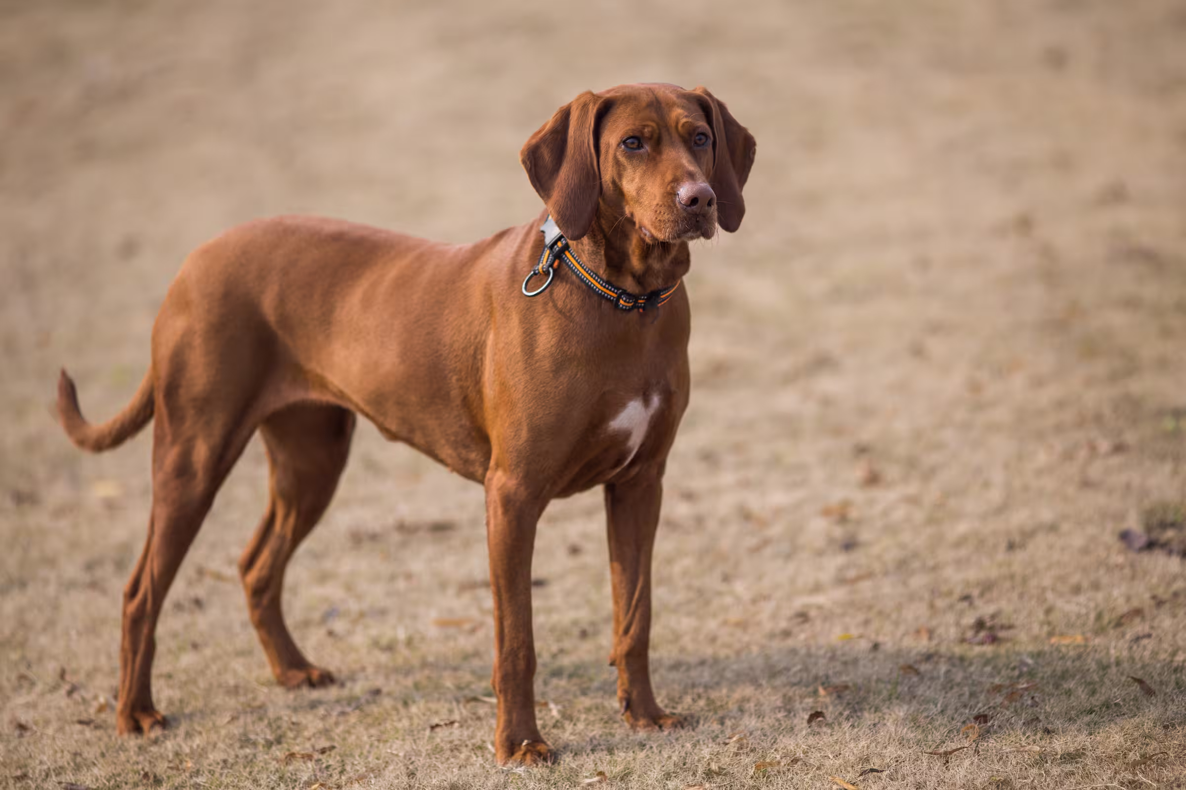 Rhodesian Ridgeback hondenras