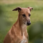 Greyhound