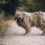 Briard