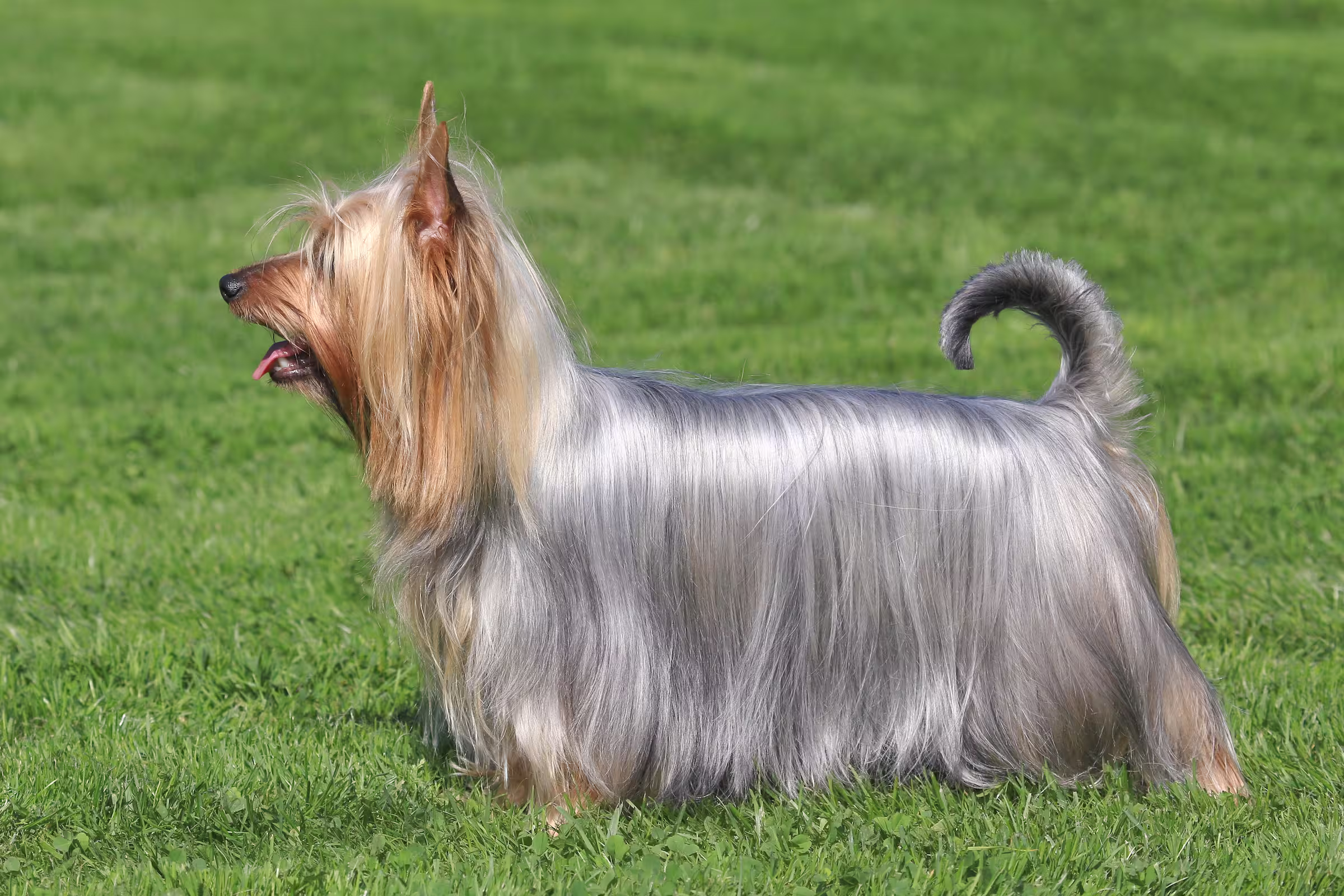 Australian Silky Terrier hondenras