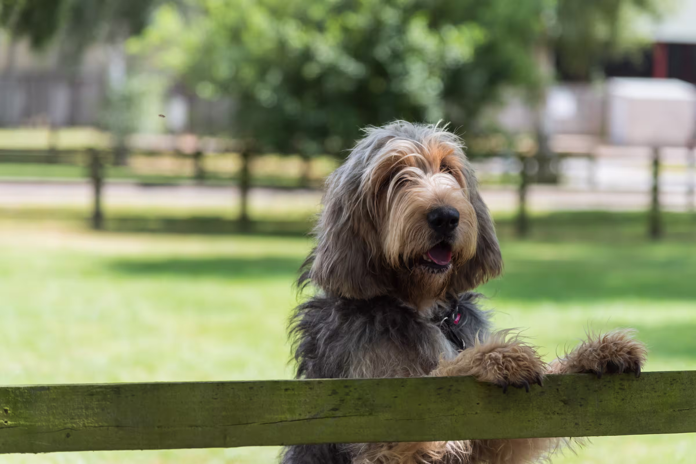 Otterhound hondenras
