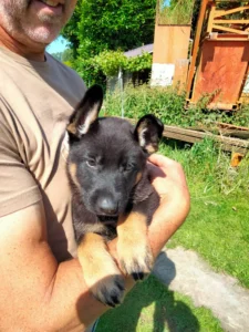Van Esblokhof duitse herder Kennel