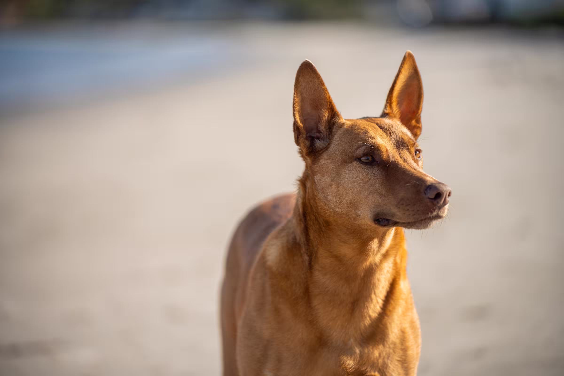 Australian Kelpie hondenras