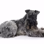 Kerry Blue Terrier