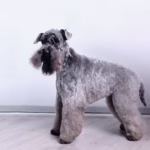 Kerry Blue Terrier