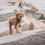 Lagotto Romagnolo