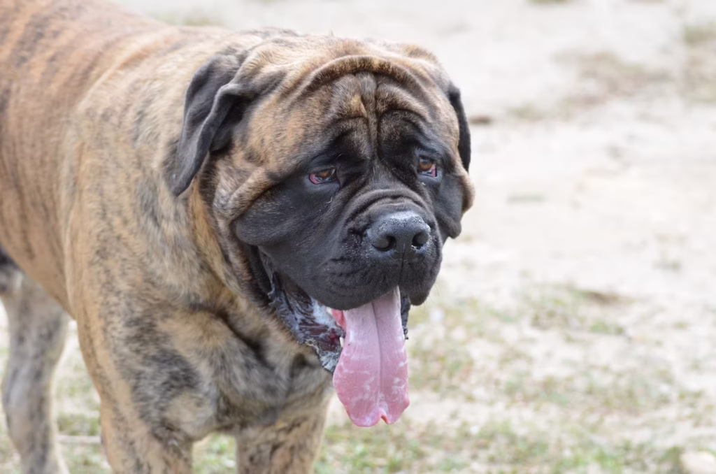 Bullmastiff hondenras