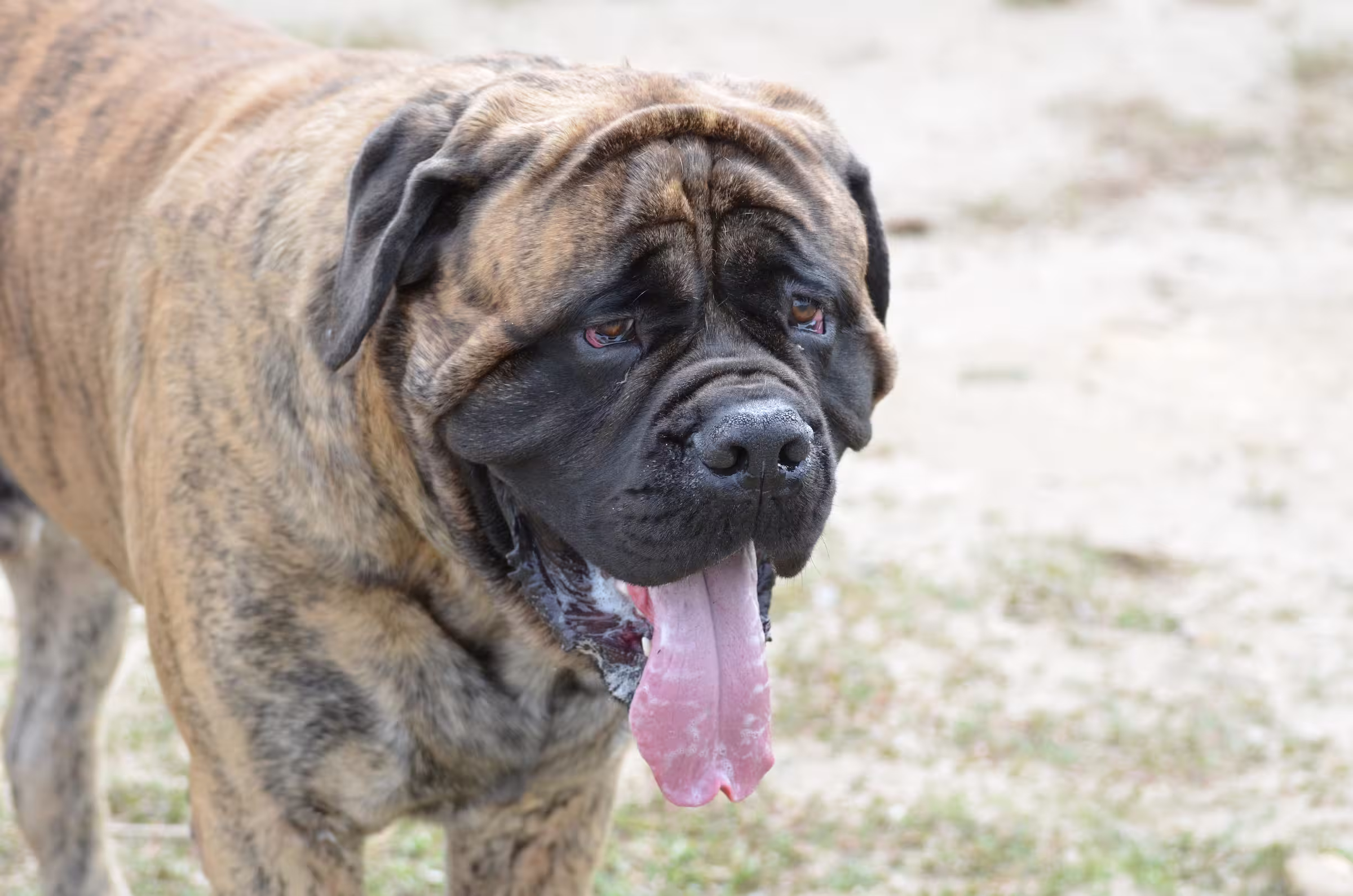 Bullmastiff hondenras