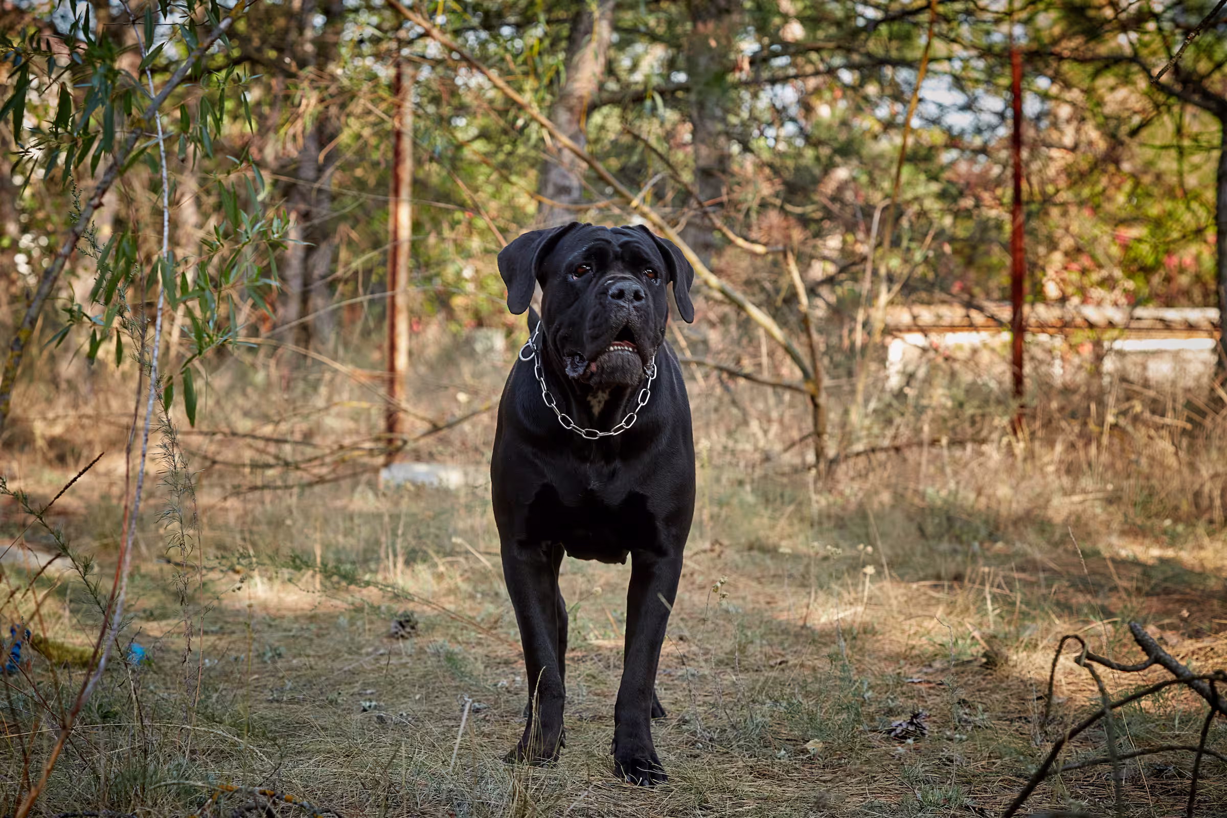 Cane Corso hondenras