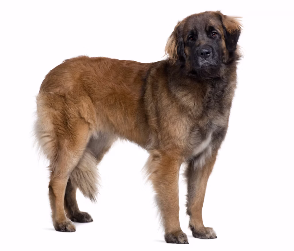Leonberger hondenras