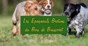 Les Epagneuls Bretons du Bois de Buisseret