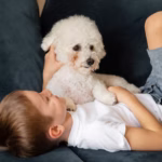 Bichon Frisé