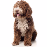 Portugese Waterhond