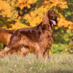 Ierse Setter