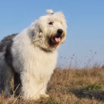 Old English Sheepdog