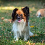 Papillon
