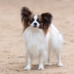 Papillon