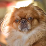 Pekingees
