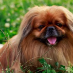 Pekingees