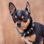 Dwergpinscher