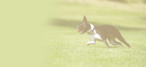 Paalse Dreamdogs
