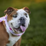 Britse Bulldog