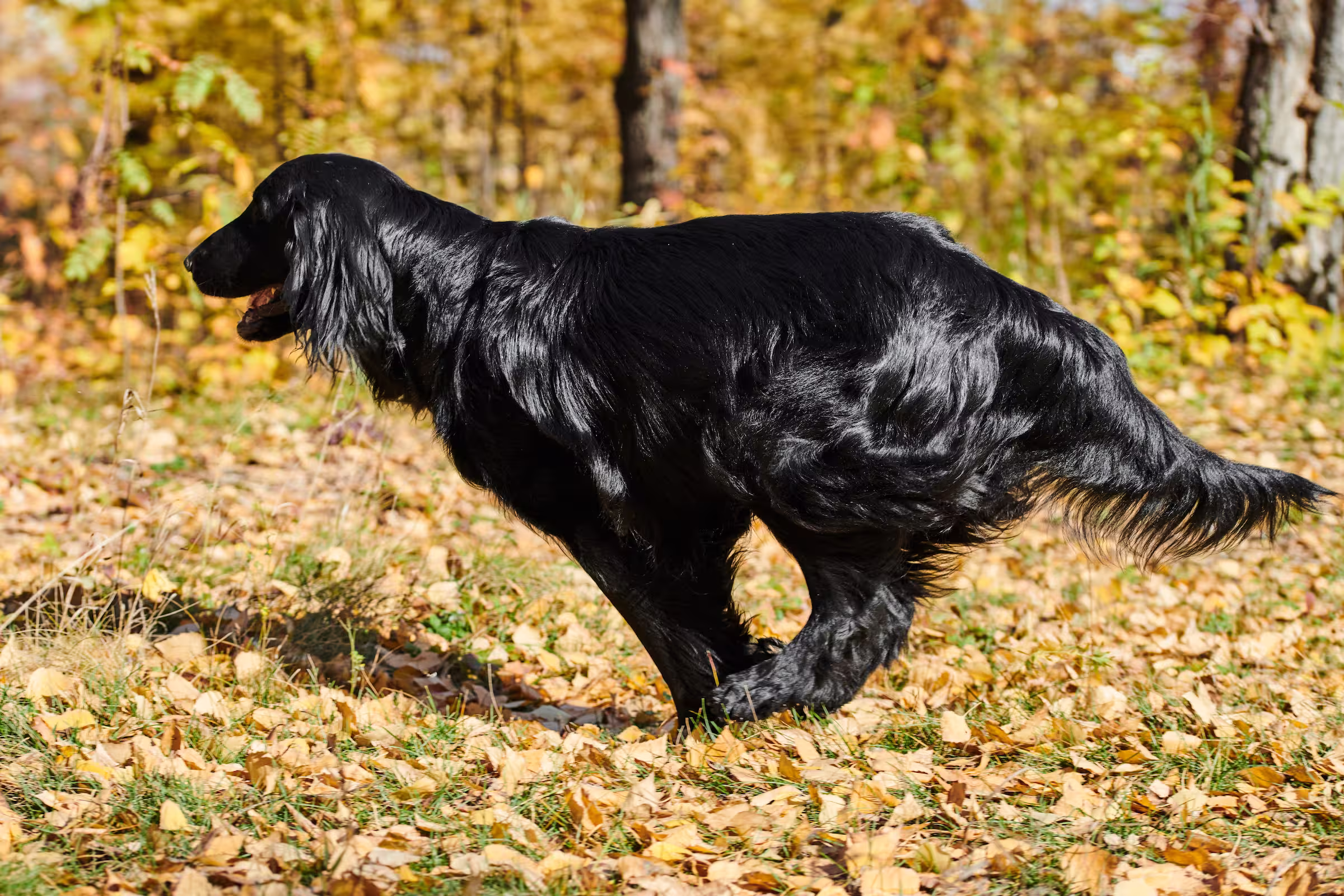 Flatcoated Retriever hondenras