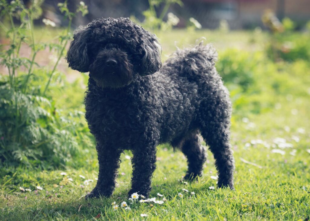 barbet hondenras