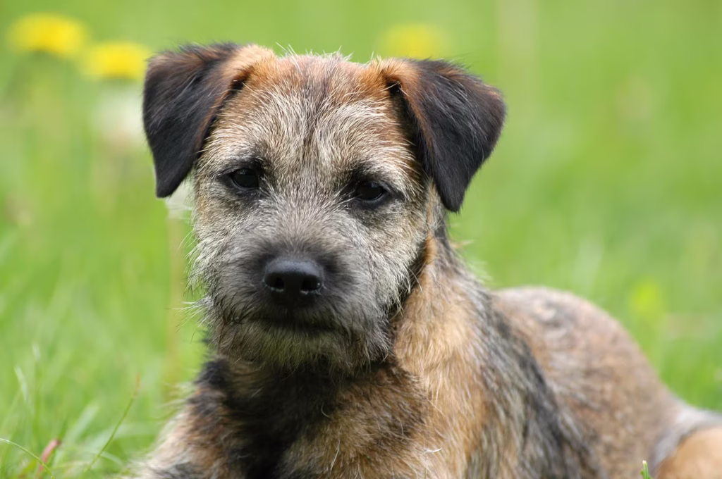 Border Terrier hondenras