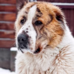 Central Asian Shepherd Dog