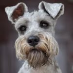 Dwergschnauzer