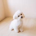 Bichon Frisé