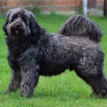 Bouvier des Flandres