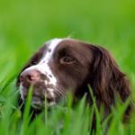 English Springer Spaniël hondenras
