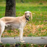 Saluki