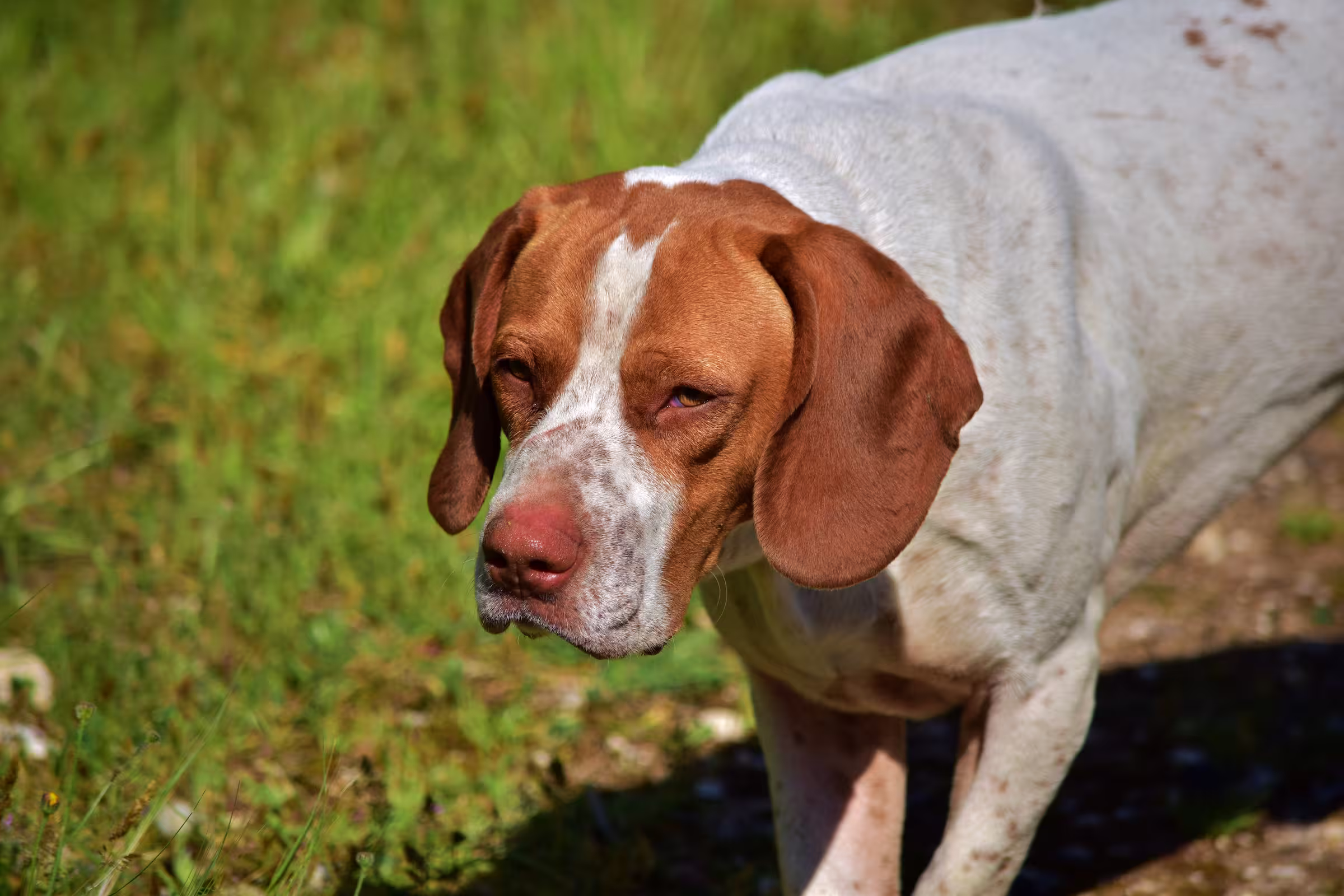 Bracco Italiano hondenras