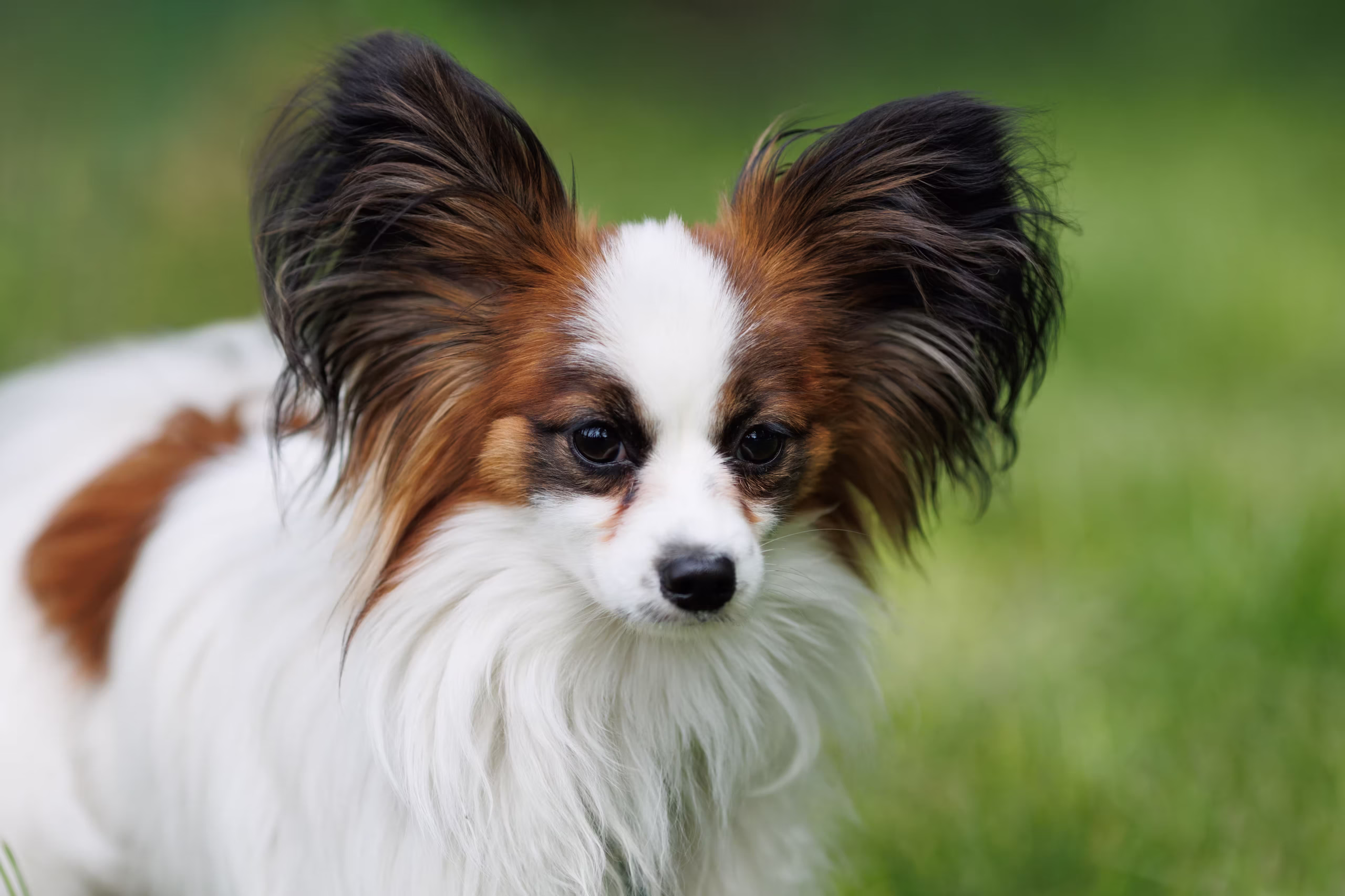 Papillon hondenras